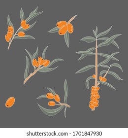 Set of sea buckthorn branches