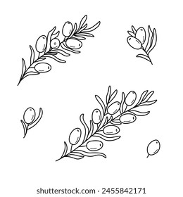 Conjunto de ramas de espino amarillo. Ilustración vectorial de una baya comestible curativa. Dibujo para el diseño de envases.