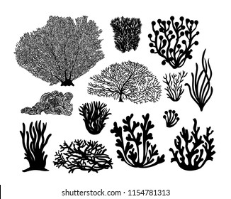 Set Of Sea Corals And Seaweed Black Silhouette. Vector Illustration. Isolated On White Background