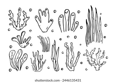 Set of sea creatures in doodle style. Collection of hand-drawn corals and algae. Vector illustration.