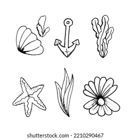 set sea de elementos marinos conchas de conchas de algas dibujadas a mano. Vector