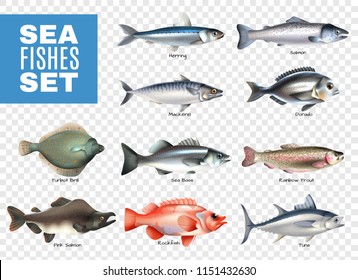 Set of sea fishes with letterings on transparent background isolated vector illustration 