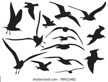 Set Of Sea Gull Silhouette, Isolated