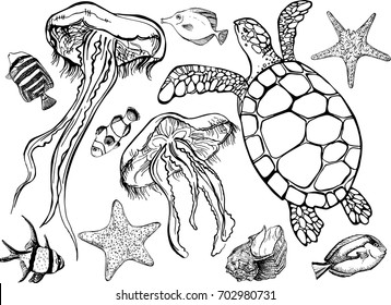 Set of sea life elements. Vector illustration of tropical fish, sea turtle, jellyfish, starfish on white background. Perfect for invitation, postcard, fashion print, banners, poster for textiles, coloring book.