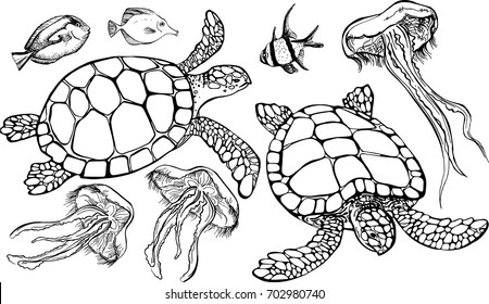 Set of sea life elements. Vector illustration of tropical fish and sea turtle on white background. Perfect for invitations, greeting cards, postcard, fashion print, banners, poster for textiles, coloring book.