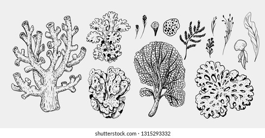 Set of sea plants : corals, algae. Hand drawn sketch converted to vector