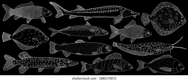 Set of sea and river fish hand drawn. White contour of different fish on black background, collection. Vector illustration.