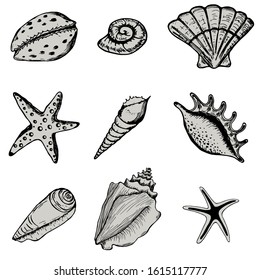 Set sea shell. Collections marine vector illustrations. Isolated on white background. Ocean fauna aquatic underwater.