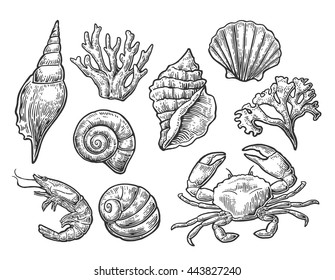 Set sea shell, coral, crab and shrimp. Vector engraving vintage illustrations. Isolated on white background.