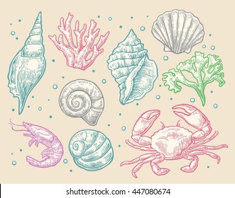 Set sea shell, coral, crab and shrimp. Vector engraving vintage illustrations. Isolated on beige background.