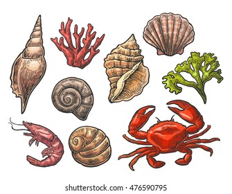 Set sea shell, coral, crab and shrimp. Vector color engraving vintage illustrations. Isolated on white background.