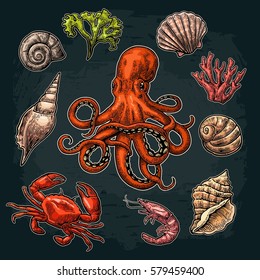 Set sea shell, coral, crab, shrimp and octopus. Vector color engraving vintage illustrations. Isolated on dark background