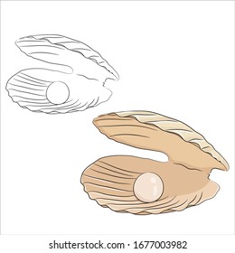 Set of sea shell illustration. Set of sketchy shell isolated elements on white