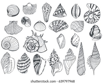 Set of sea shells of different shapes, drawn in black liner. Handmade. Vector