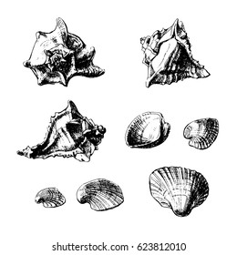 Set of sea shells drawn graphically pen and ink.