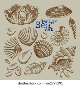 A set of sea shells, freehand drawing