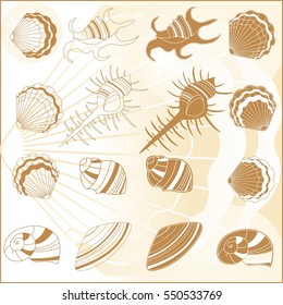 set of sea shells (oyster, spiral shell, mussel, scallop)