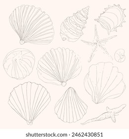 set of sea shells rough sketch summer time illustration