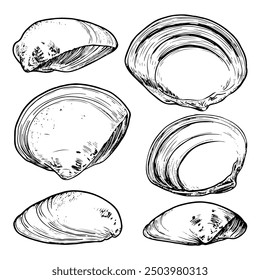 Conjunto de conchas de mar dibujado a mano. Molusco elasmobranquio de Tellina tenuis. La concha bivalva de una concha marina. Recuerdo de unas vacaciones de verano en la playa. Vector ilustración gráfica.