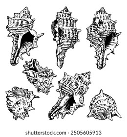 Set of sea shells sketch hand drawn. Murex Trapa is a gastropod. Shell of a marine seashell. Snail clam. Souvenir from a summer holiday on the beach. Vector graphics illustration.