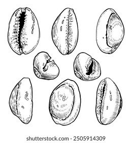 Conjunto de conchas de mar dibujado a mano. Gasterópodo de la moneda de Chipre. Concha de una concha marina. Recuerdo de unas vacaciones de verano en la playa. Vector ilustración gráfica. Caracol de porcelana de almeja.