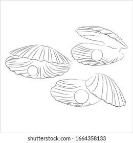 Set of sea shells in sketch style. Isolated on white