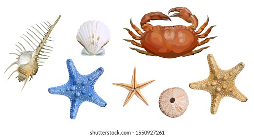 Set of sea shells, starfish and crab