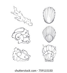 A set of sea shells with the style of a realistic sketch. Vector image isolated on white.