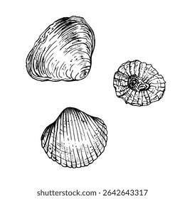 A set of sea shells with unique textures and shapes, capturing the natural beauty of marine life. Black and white vector illustration. Hand drawn sketch isolated on white. Ideal for seaside designs.