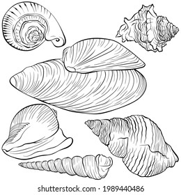 Set with sea shells of various spiral shapes. Vector hand drawn line art illustration isolated on white. Elements for design seafood shop or menu, decor, label. Suitable for coloring book page.