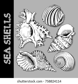 Set of a Sea shells. Vector black and white illustration.