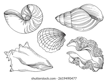 Set of sea shells. Vector graphic style in ink. Marine theme for posters, aquariums, prints, cards, fabric, decoration of restaurants.