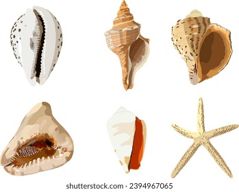 Set of sea shells. Vector photorealism. Starfish shells, gastropods.