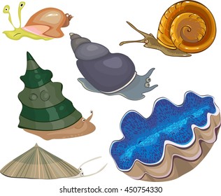 Set of sea snails
