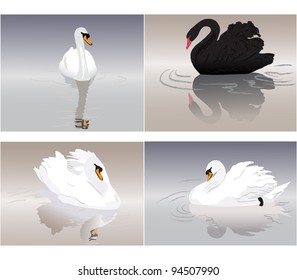 Set of Sea Swans