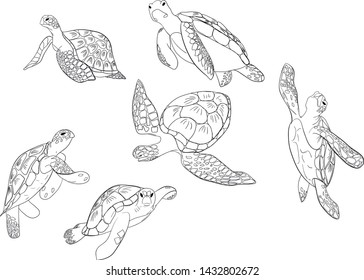 Set of sea turtle isolated background