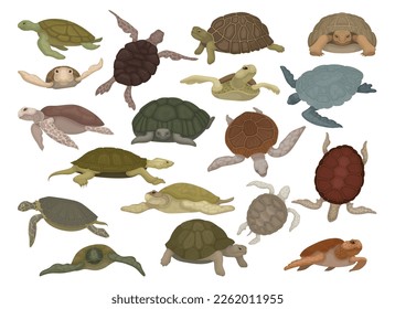 Set of sea turtles. Sea or ocean swimming tortoises cartoon vector svg