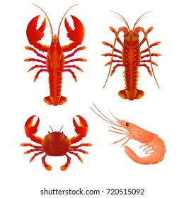 Set of seafood with crab, lobster, shrimp and spiny lobster. Vector illustration isolated on the white background