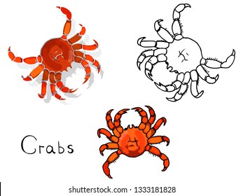 Set of seafood on a white background. Drawn by hand. Crab color and contour.
