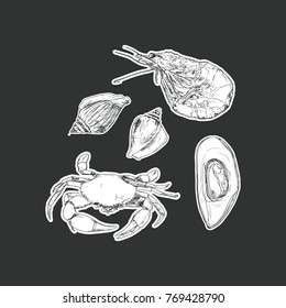 set of seafood , sea animal isolated vector. Vector engraving illustration of highly detailed hand drawn seafood.