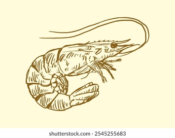 set of seafood Shrimp handdrawn illustration
