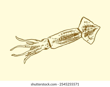 handgezeichnete Illustration von Tintenfisch