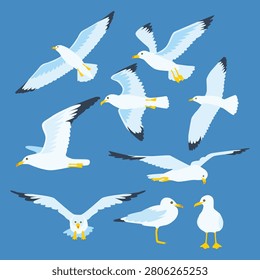 Set of seagull bird flying set collection, gray and white sea bird in different poses, seagull flying with wings spread wide, animal wildlife, gull beach illustration vector flat isolated.