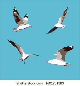 Set of seagull bird flying isolated on blue background,  Four Seabird fly on sky