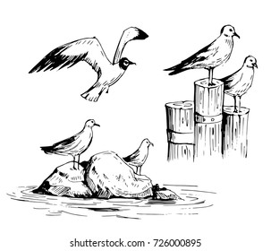 Set of seagull. Hand drawn illustration converted to vector. Isolated