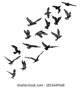 Set of seagulls birds, nautical sailor tattoo sketch. Black stroke of flying sea gull silhouettes on white background. Marine set. Drawings of different shapes of water birds in the flock. Vector.