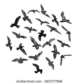 Set of seagulls birds, nautical sailor tattoo sketch. Black stroke of flying sea gull silhouettes on white background. Marine set. Drawings of different shapes of water birds in the flock. Vector.