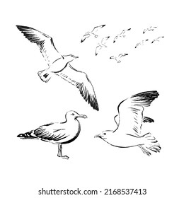 A set of seagulls drawn in black ink, brush texture.