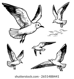 Conjunto de gaivotas, linhas, ângulos diferentes. Mar. A ilustração tem um design simples e conciso. desenhado à mão. sobre um fundo branco. Vetor