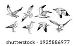 Set of seagulls outlines. Hand drawn illustration converted to vector. Black on transparent background